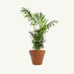Asplenium nidus - Image 6