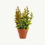 Asplenium nidus - Image 5