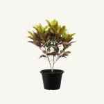 Asplenium nidus - Image 4