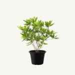 Asplenium nidus - Image 2
